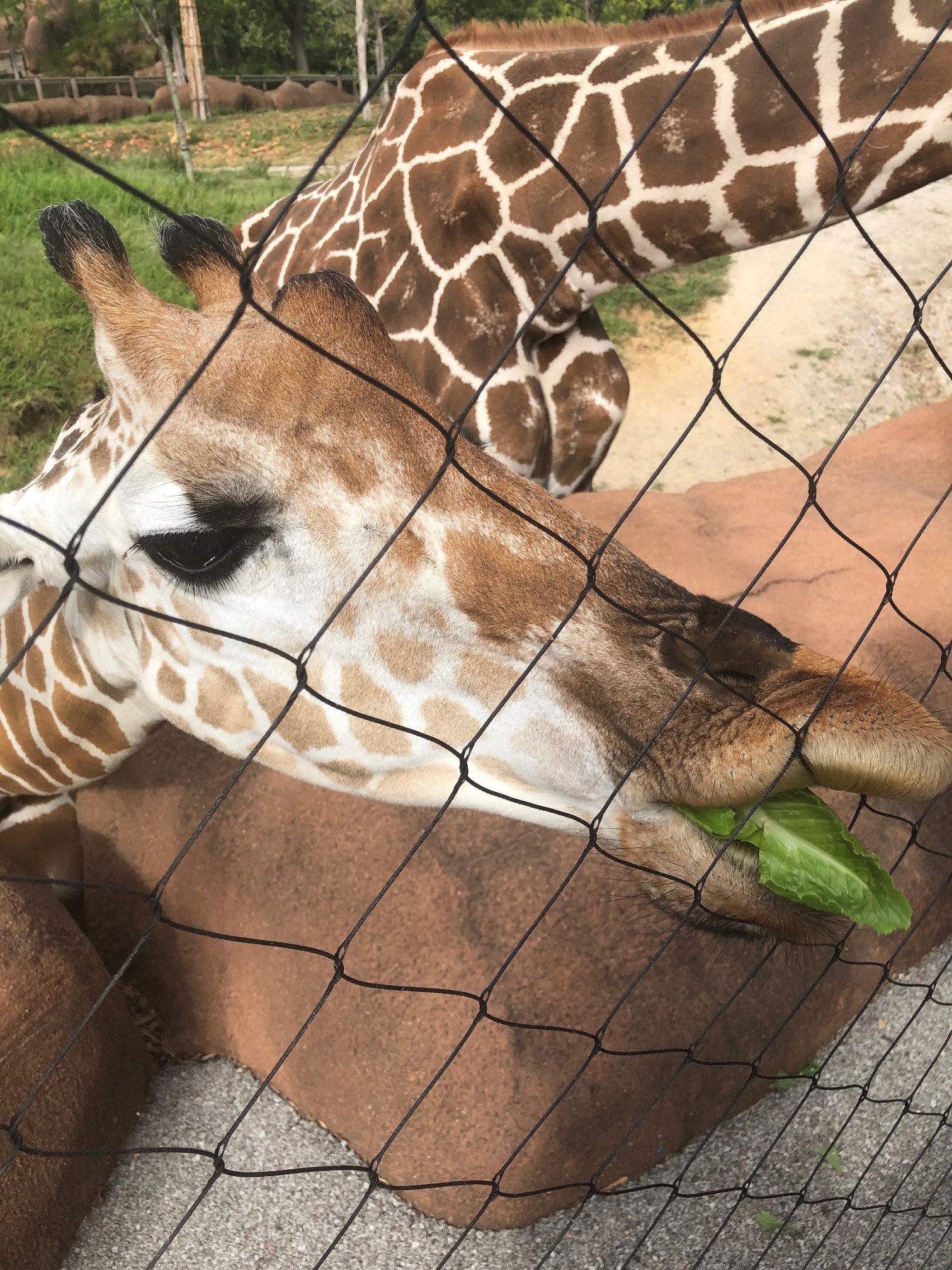 Feeding a giraffe at the Saint Louis Zoo